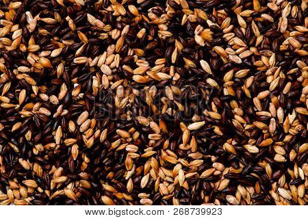 Malted Grain Closeup. Mixed Varieties Of Malted Grain On A Gray Background. Close-up. Top View. Flat