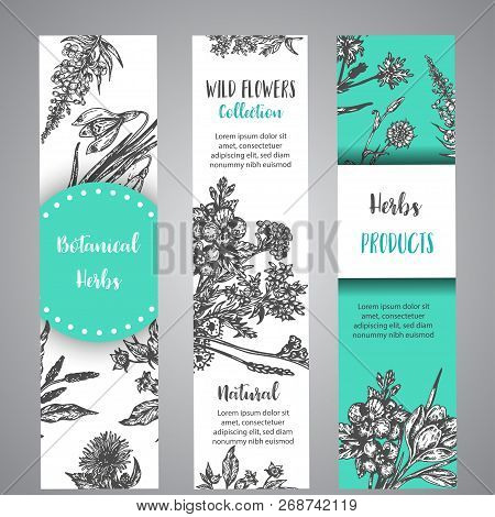 Hand Drawn Herbs And Wild Flowers Banners Vintage Collection Of Plants Vector Illustrations In Sketc
