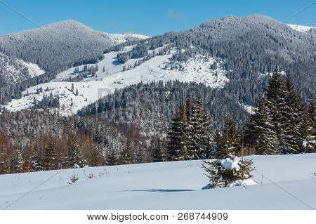 Picturesque Winter Sunny Day Carpathian Mountain View From Skupova Mountain Slope, Ukraine.