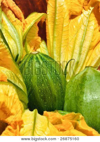 Zucchini blomst