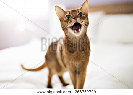Abyssin Cat In The Bedroom At Home