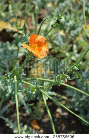 Orange Horned Poppy Flower - Latin Name - Glaucium Flavum