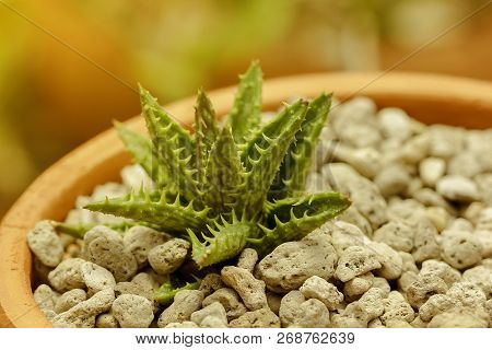 Aloe Squarrosa Is Located On A Small Rock.