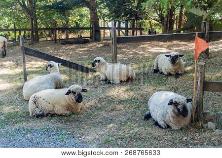 Sheep At A Small Farm In National Park Huerquehue, Chile