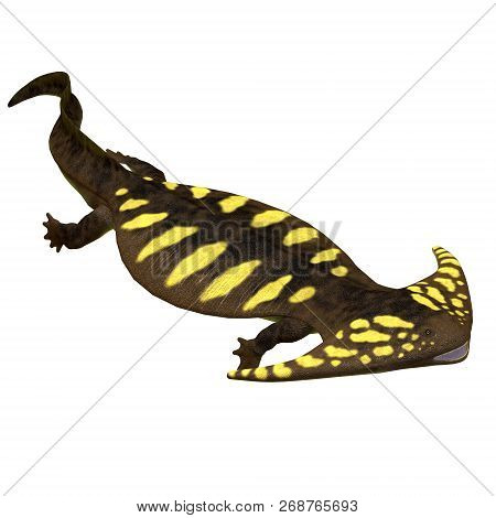 Diplocaulus Amphibian Side Profile 3d Illustration - Diplocaulus Was An Amphibian Tetrapod That Live