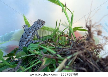 A Lizard In The Grass And Bokeh Effect