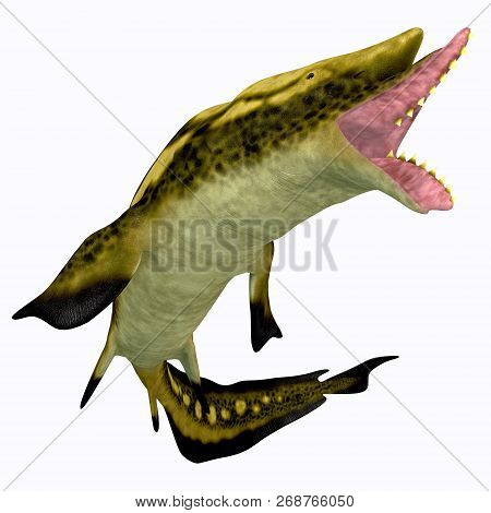 Edestus Shark Mouth 3d Illustration - Edestus Was An Early Shark That Lived During The Carboniferous