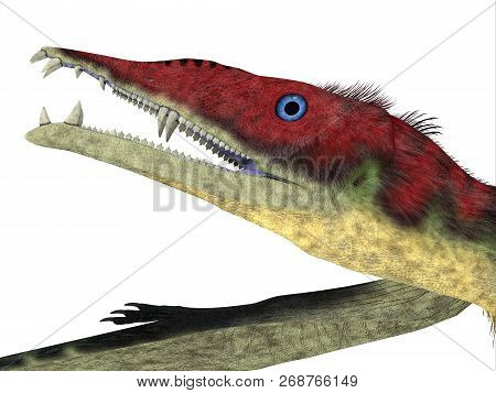 Eudimorphodon Pterosaur Head 3d Illustration - Eudimorphodon Was A Carnivorous Pterosaur Bird That L