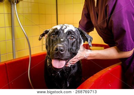 Bathing Of The Black Labrador Retriever Dog. Happiness Dog Taking A Bubble Bath