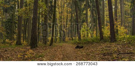 Dark Color Autumn Forest With Leaf Trees Near Luhacovice Town