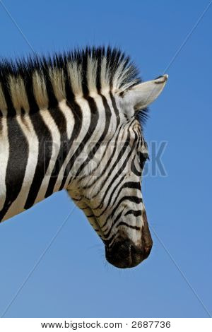 Plains Zebra portræt