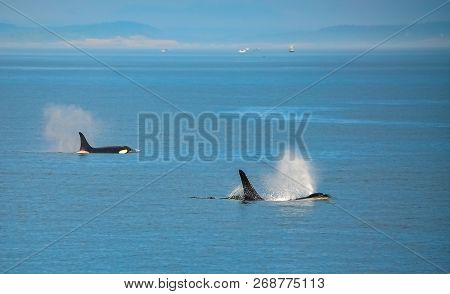 Two Orca Whales Spouting Off The Coast Of British Columbia, Canada.