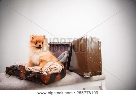 Pomeranian puppy dog in the suitcase. dog traveler. close up. isolated