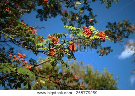 Red Rowan Berry With Blue Sky In Background.