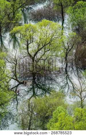 Green Trees Reflected In The Shallow Shore Waters Of The Skadar Lake, Skadar Lake National Park, Mon