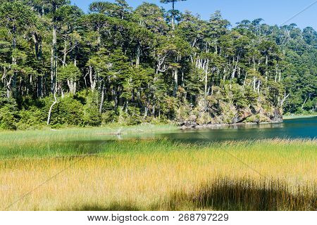 Lago Verde Lake In National Park Huerquehue, Chile