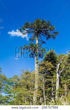 Araucaria In National Park Herquehue, Chile. The Tree Is Called Araucaria Araucana Commonly: Monkey 