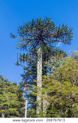 Araucaria In National Park Herquehue, Chile. The Tree Is Called Araucaria Araucana Commonly: Monkey 