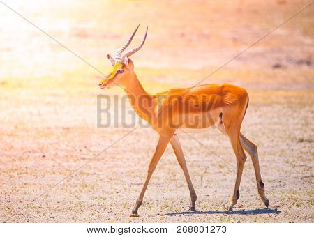 Young Impala On Safari Game Drive, Okavango Region, Botswana