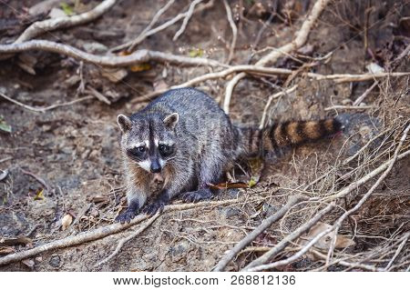 Wild Raccoon Looks Up While It Looks For Food On The Ground.