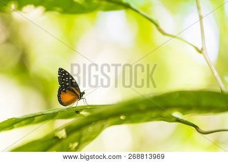 The Nice Beautiful Butterfly In Costa Rica