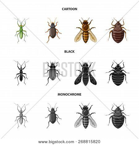 Isolated Object Of Insect And Fly Icon. Set Of Insect And Element Vector Icon For Stock.