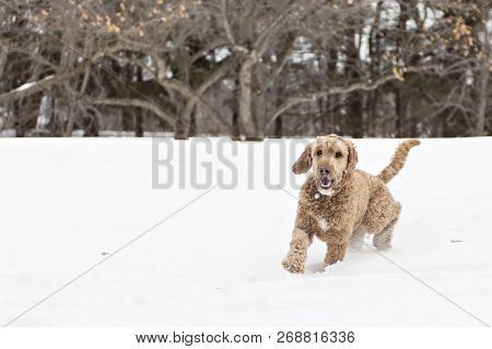 Goldendoodle In The Snow Season Of Winter