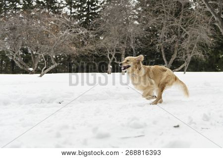 Golden Retreiver Dog Through Winter Snow Season