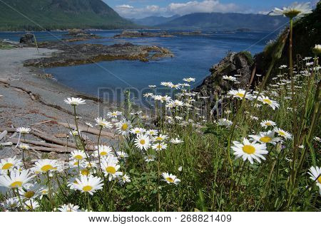Daisies On A Flower Covered Knoll Overlook Gravel Beach And View Of Nuchatlitz Inlet On A Sunny Summ