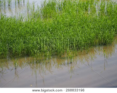 Nature Rice Tree Grassy Lush Verdant Verdantly Verdure Greenery Greenish  Green Fields Grass Green M