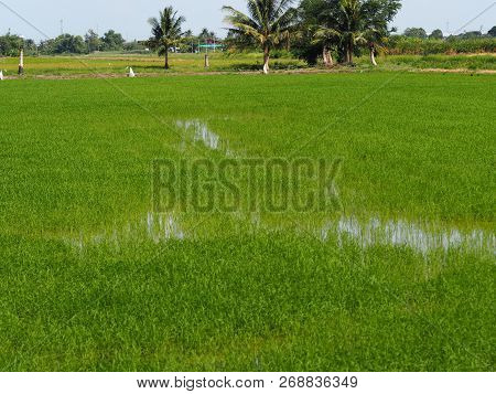 Nature Rice Tree Grassy Lush Verdant Verdantly Verdure Greenery Greenish  Green Fields Grass Green M