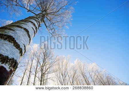 Birch Branches In Frost Against The Sky.