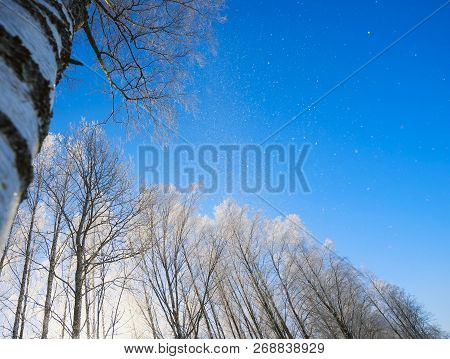 Birch Branches In Frost Against The Sky.