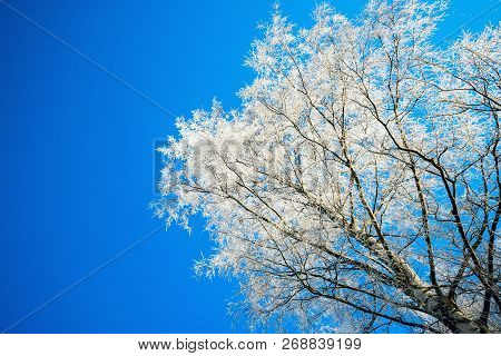 The Frost On The Branches Of The Trees , The View From The Bottom Up.