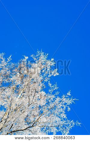 The Frost On The Branches Of The Trees , The View From The Bottom Up.