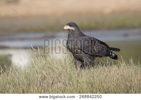 Cuban Black Hawk That Sits Among The Grass On A Small Island In The Middle Of A Small Lake