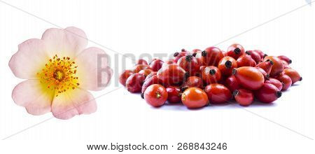 Wild Rose Flower And Fresh Rosehip On White Background. Top View. Rosehip Berries Isolated On White 