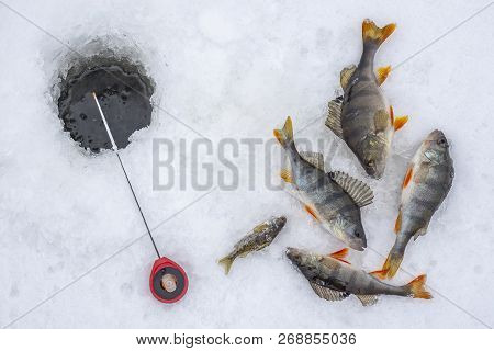 Winter Ice Fishing Concept. Perch Fish And Tackle Lies On Snow.