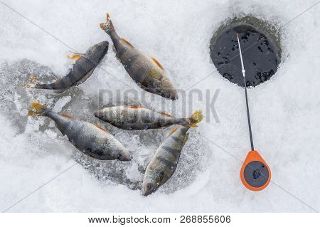 Winter Ice Fishing Concept. Perch Fish And Tackle Lies On Snow.