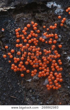 Mushrooms (slime Mould Trichia Decipiens )  On An Old Stump