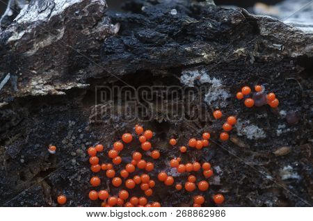 Mushrooms (slime Mould Trichia Decipiens )  On An Old Stump