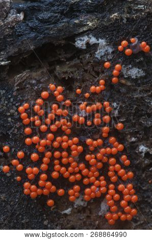 Mushrooms (slime Mould Trichia Decipiens )  On An Old Stump