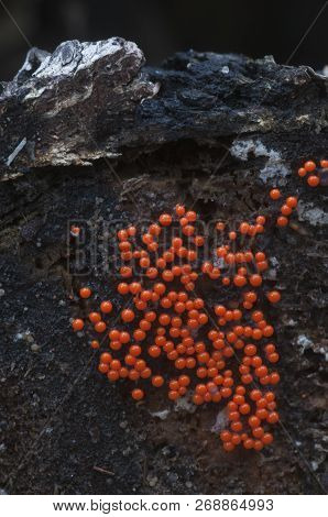 Mushrooms (slime Mould Trichia Decipiens )  On An Old Stump