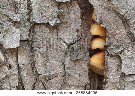 Flammulina Velutipes Mushrooms On An Old Stump