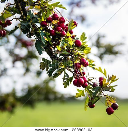Hawthorn Bush Red Berries