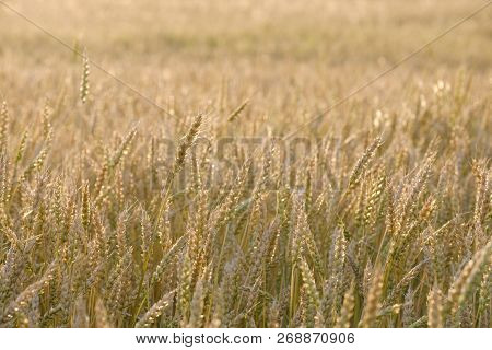 A Field Of Growing Wheat In The Summer At Sunset, Natural Color Is Not Tinted Not Processed