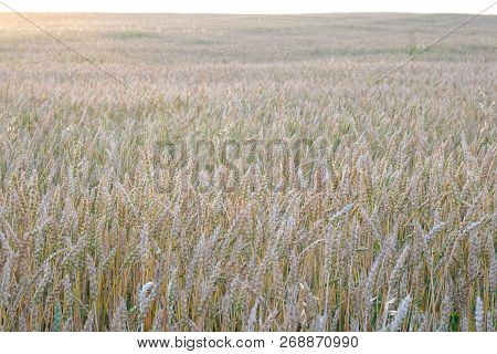 Wheat Field In The Summer During Sunset, Extending To The Horizon Field