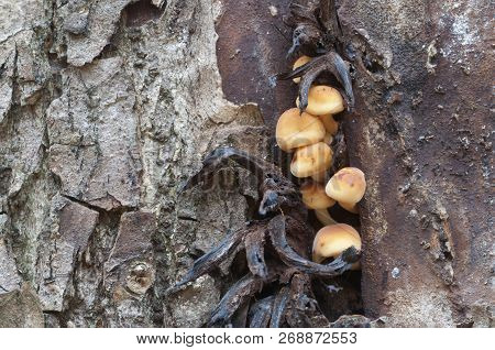 Flammulina Velutipes Mushrooms On An Old Stump