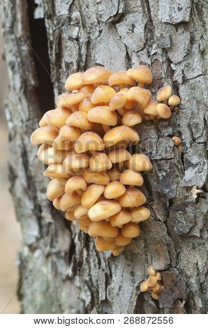 Flammulina Velutipes Mushrooms On An Old Stump