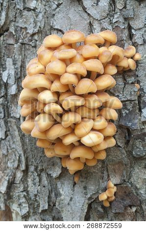 Flammulina Velutipes Mushrooms On An Old Stump